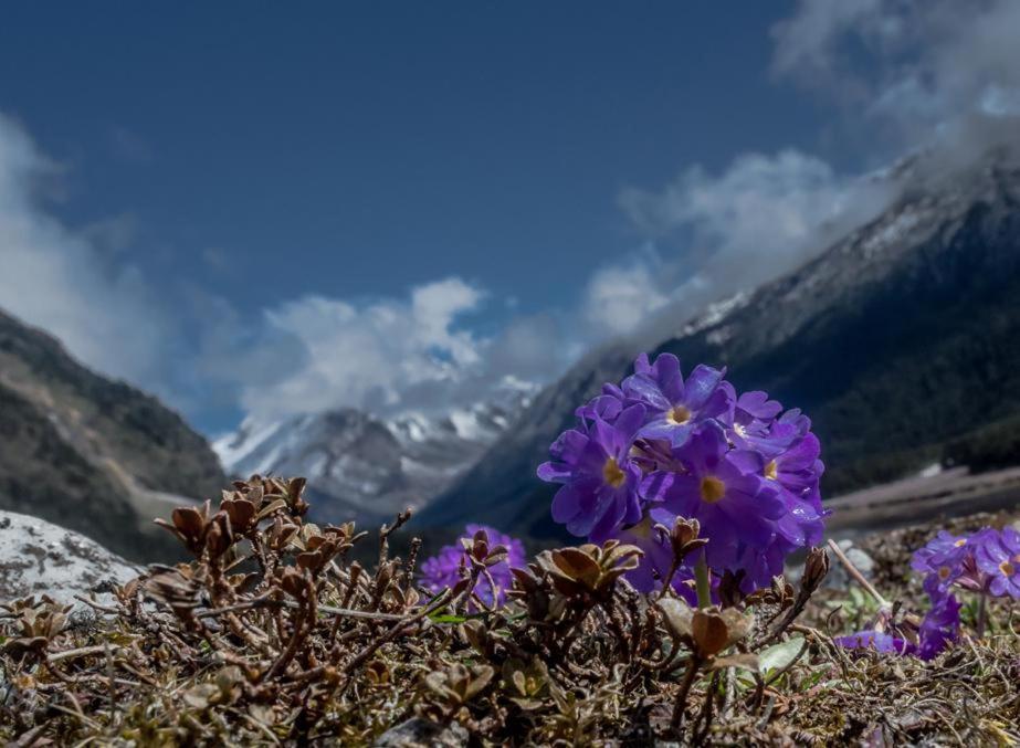 Snow White Retreat Hotel And Restaurant Gangtok Εξωτερικό φωτογραφία